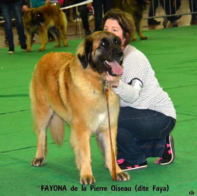 Du Duche De Burgondie - FAYA fait un doublé