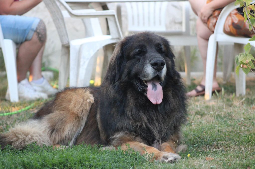 CH. knockando's xo imperial lucky 